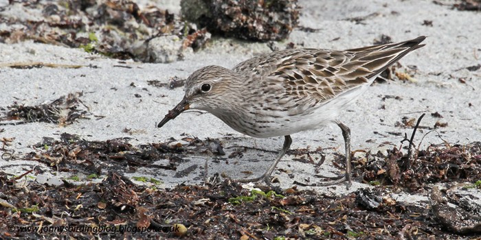White-rumped Sandpiper