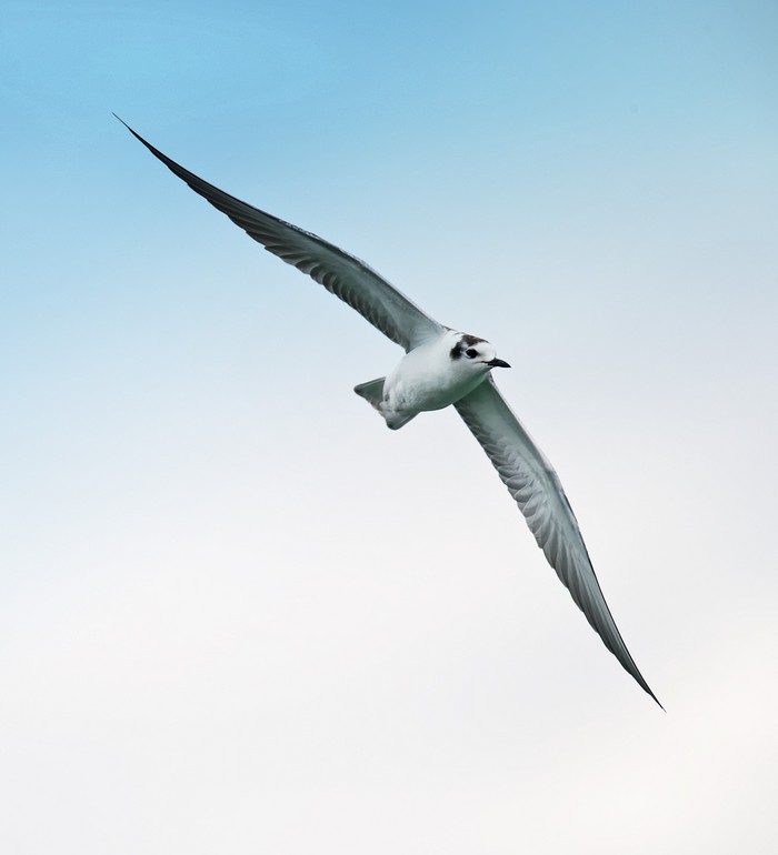 White-winged Black Tern