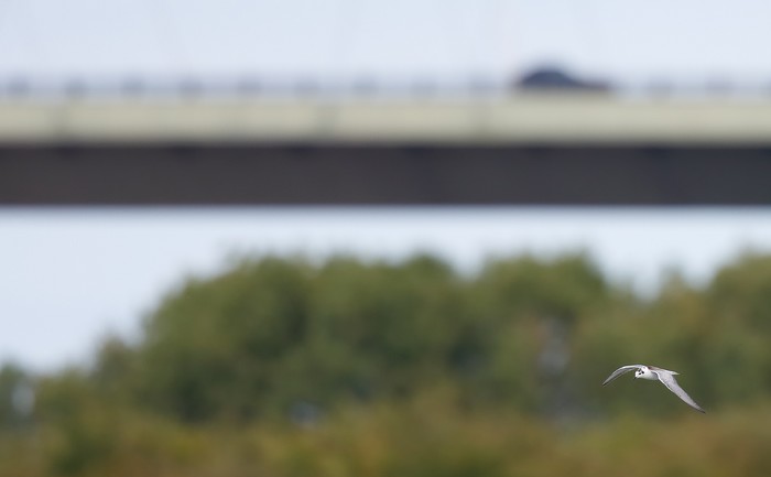 White-winged Black Tern