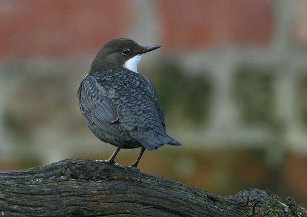 Black-bellied Dipper