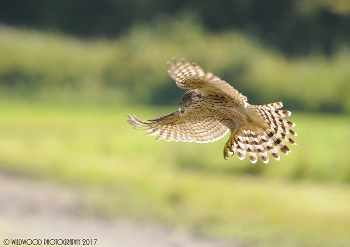 Goshawk