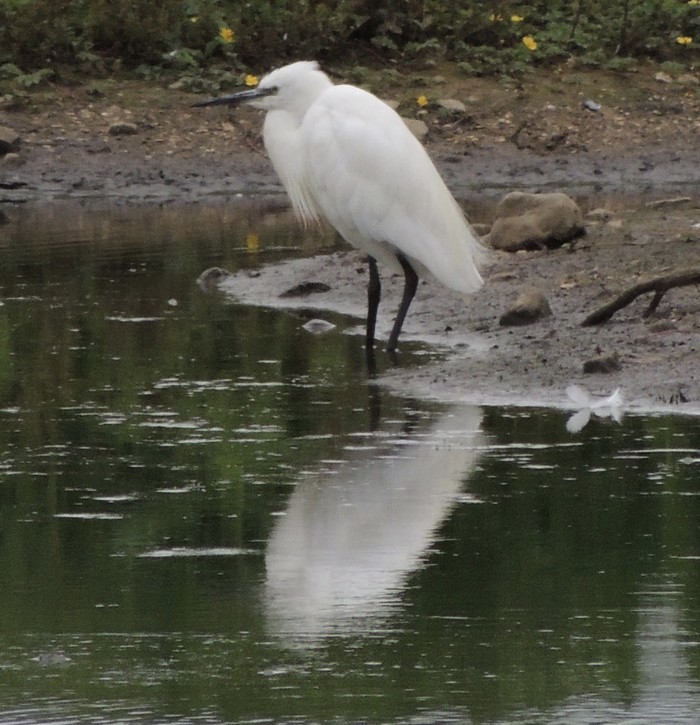 Little Egret
