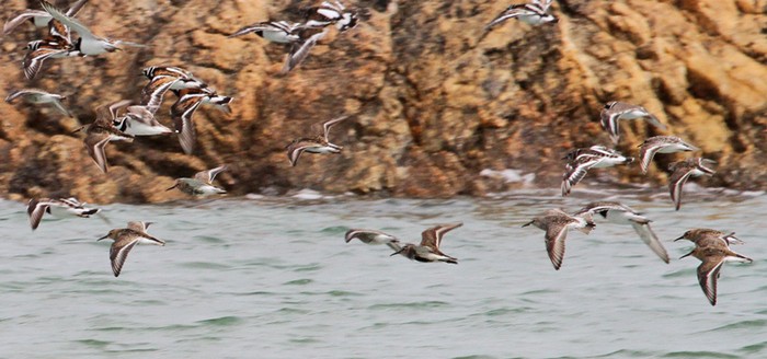 White-rumped Sandpiper