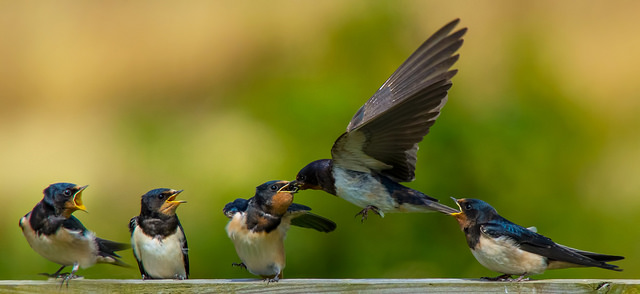 Swallow