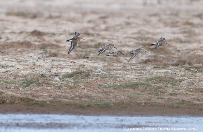 Baird's Sandpiper