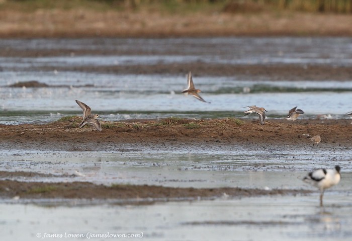 Baird's Sandpiper