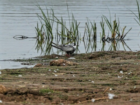 White-winged Black Tern