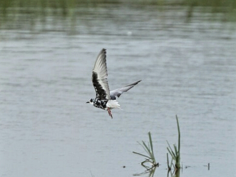 White-winged Black Tern