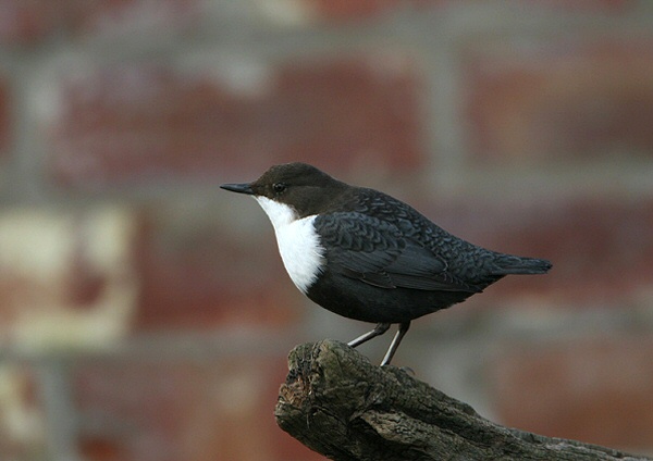 Black-bellied Dipper