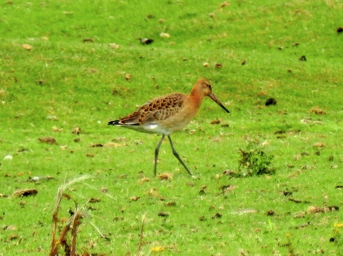 Black-tailed Godwit