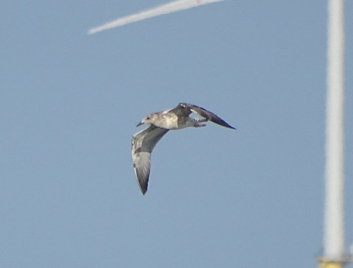 Caspian Gull