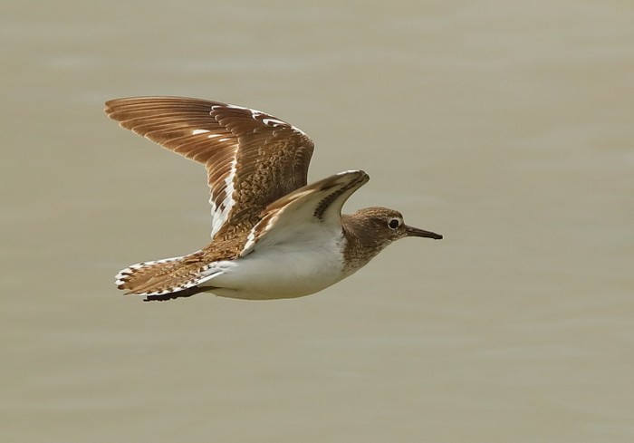 Common Sandpiper