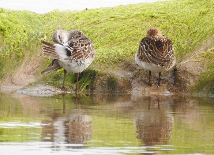 White-rumped Sandpiper