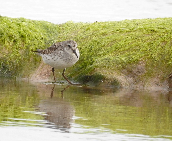 White-rumped Sandpiper