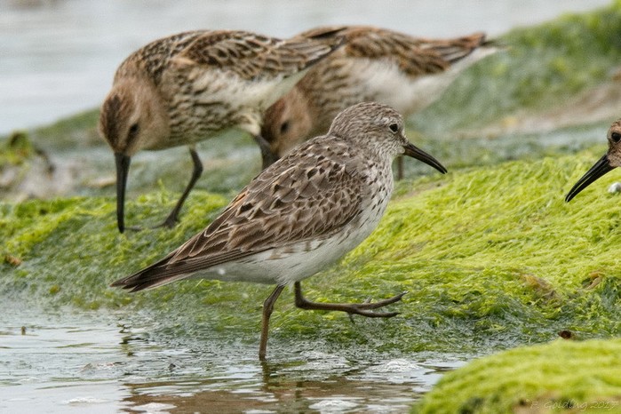 White-rumped Sandpiper