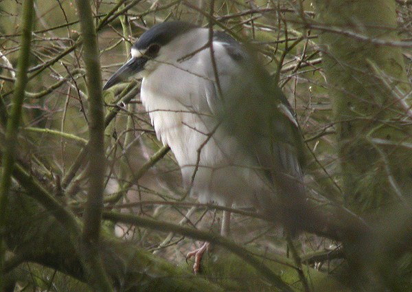 Night Heron