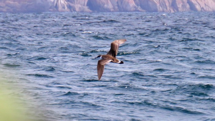 Great Shearwater