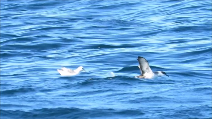 Great Shearwater