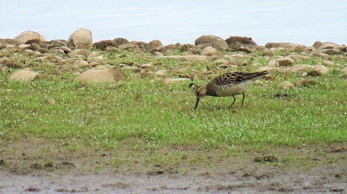 Pectoral Sandpiper