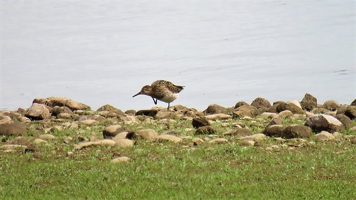 Pectoral Sandpiper