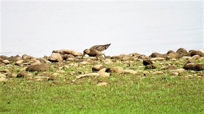 Pectoral Sandpiper