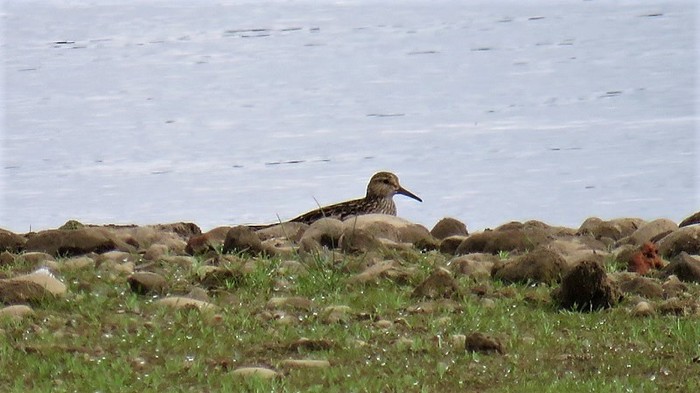 Pectoral Sandpiper