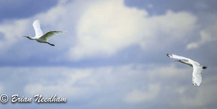 Spoonbill