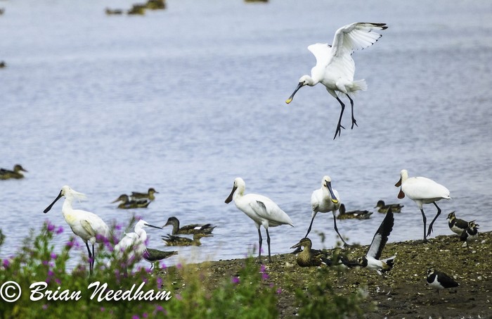 Spoonbill