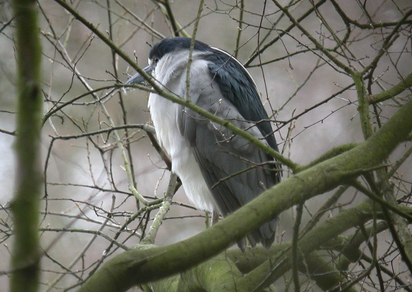 Night Heron