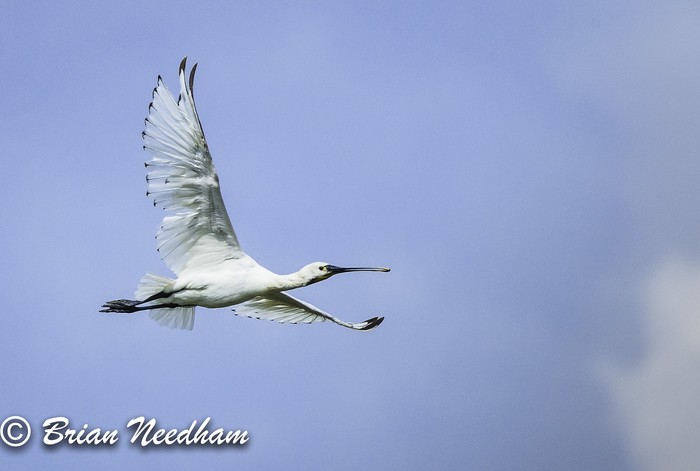 Spoonbill