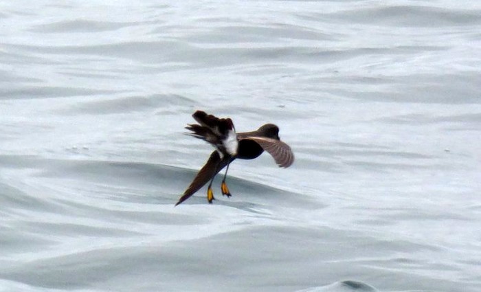 Wilson's Petrel