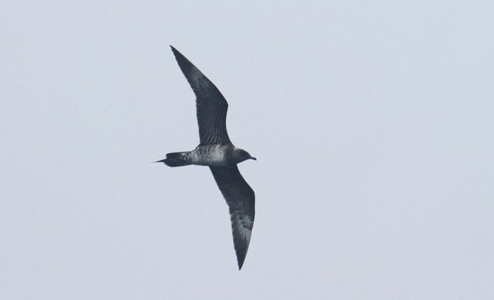 Long-tailed Skua