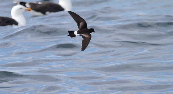Wilson's Petrel