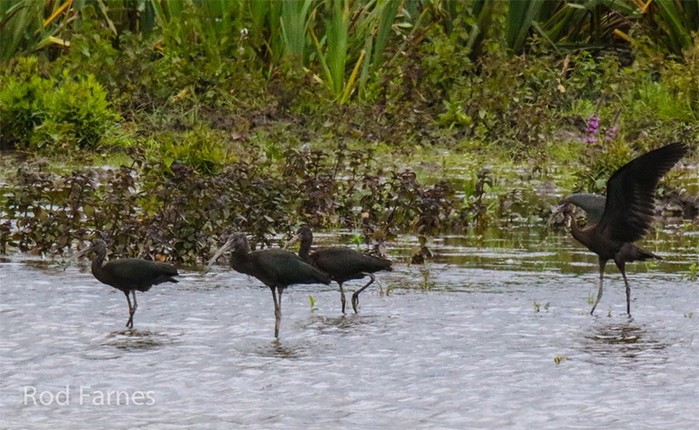 Glossy Ibis