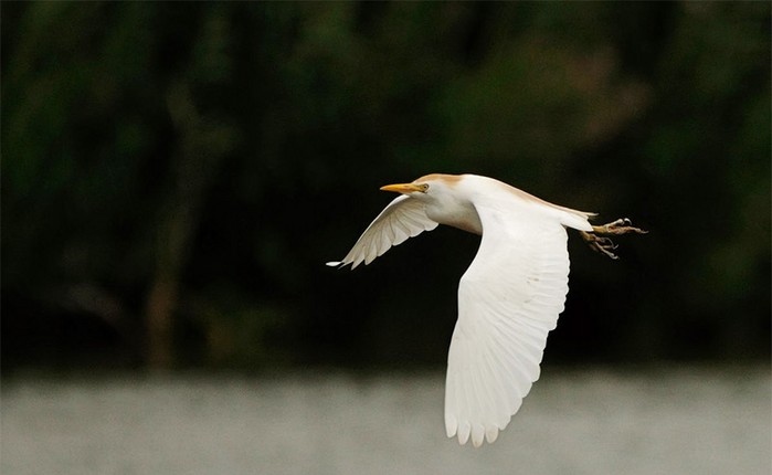 Cattle Egret