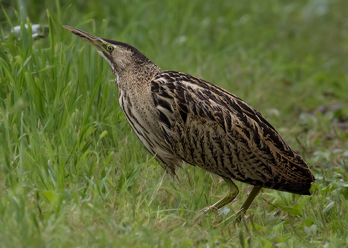 Bittern
