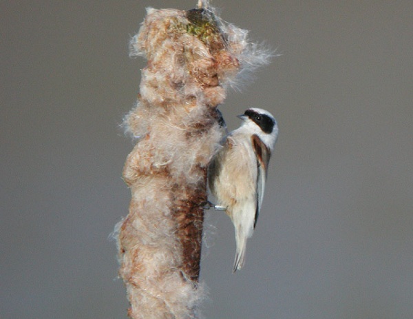 Penduline Tit
