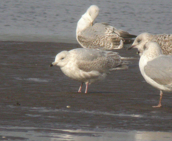 Kumlien's Gull