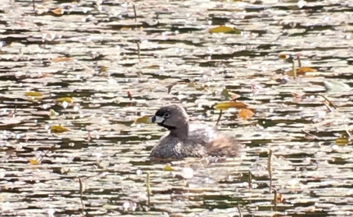 Pied-billed Grebe