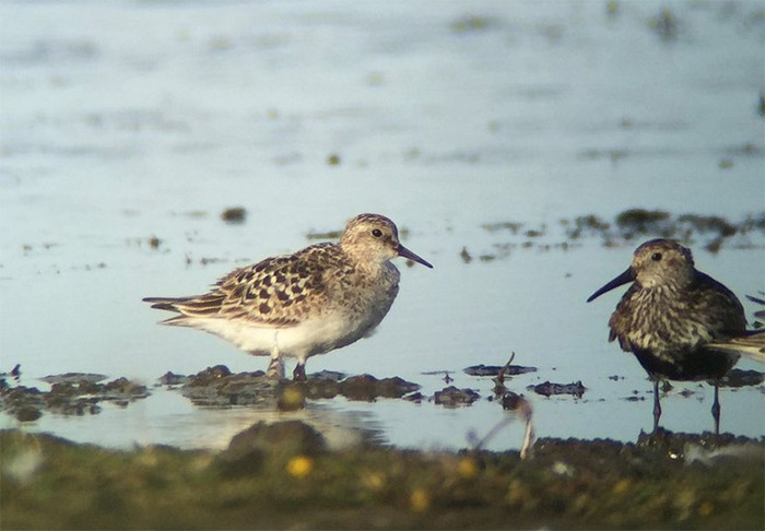 Baird's Sandpiper