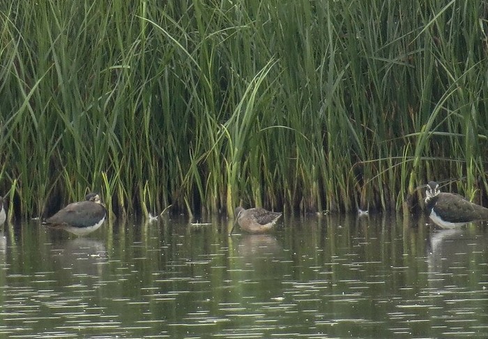 Long-billed Dowitcher