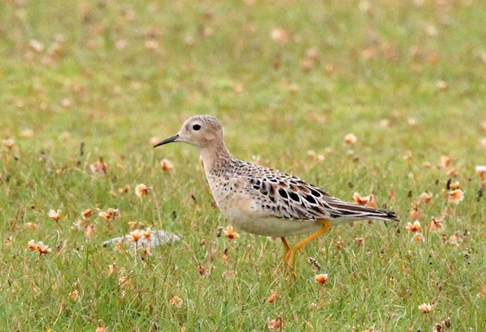 Buff-breasted Sandpiper