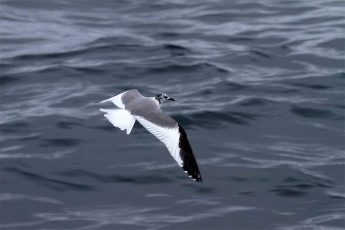 Sabine's Gull