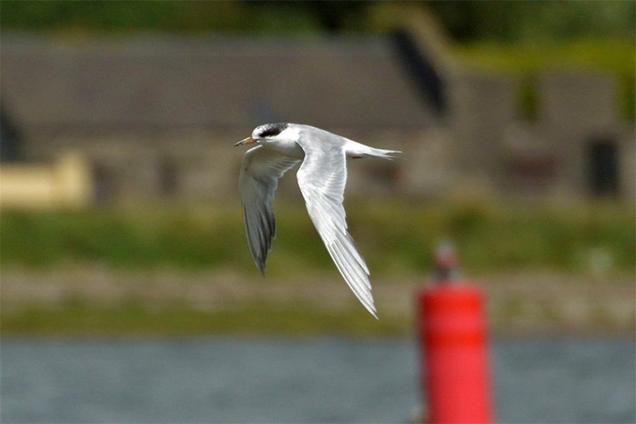 Forster's Tern