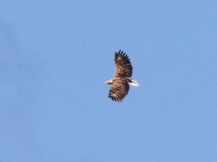 White-tailed Eagle
