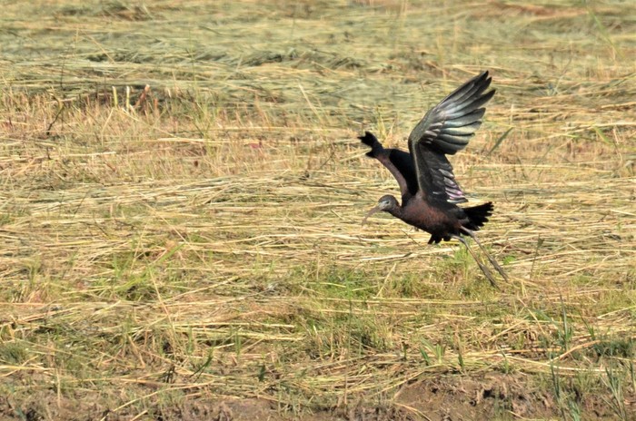 Glossy Ibis