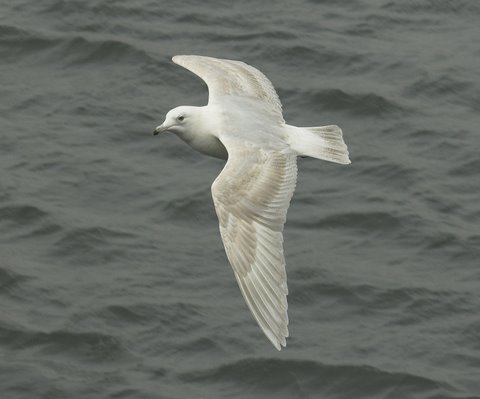 Kumlien's Gull