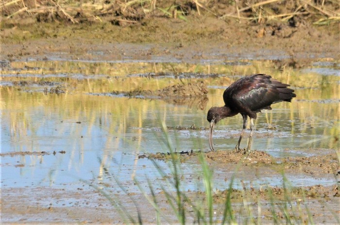 Glossy Ibis
