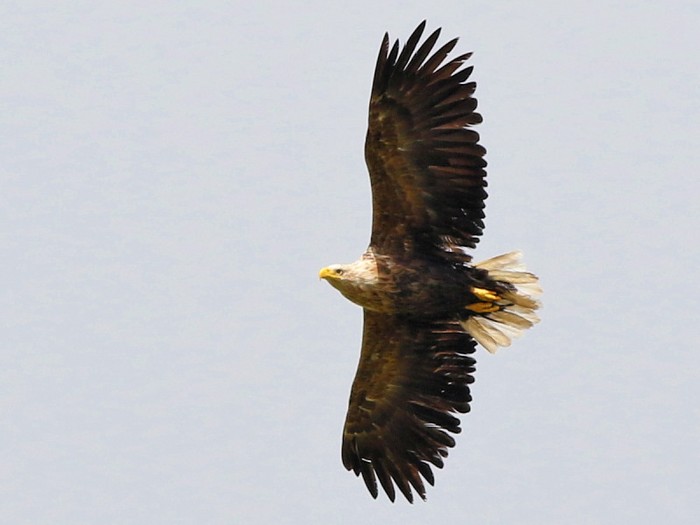 White-tailed Eagle