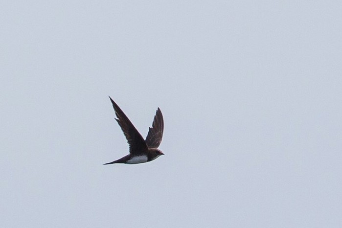 Alpine Swift